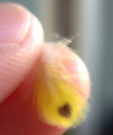 feather.jpg