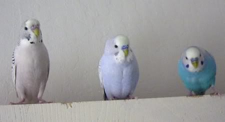 ls5.jpg
