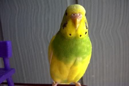 picb1.jpg