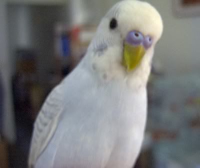 prettybunny.jpg