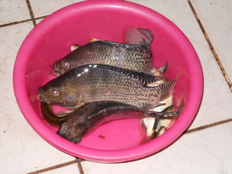 Manchester United fanclub - 2