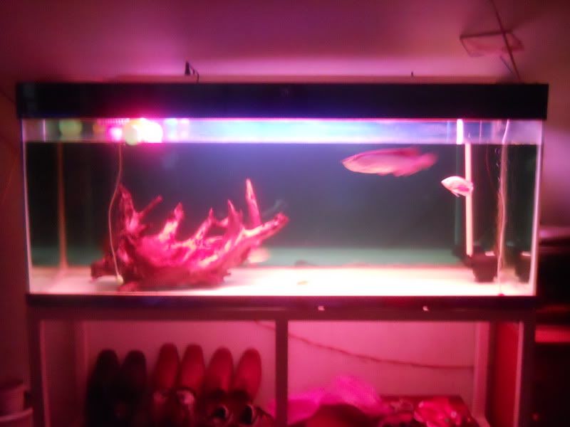 Manchester United fanclub