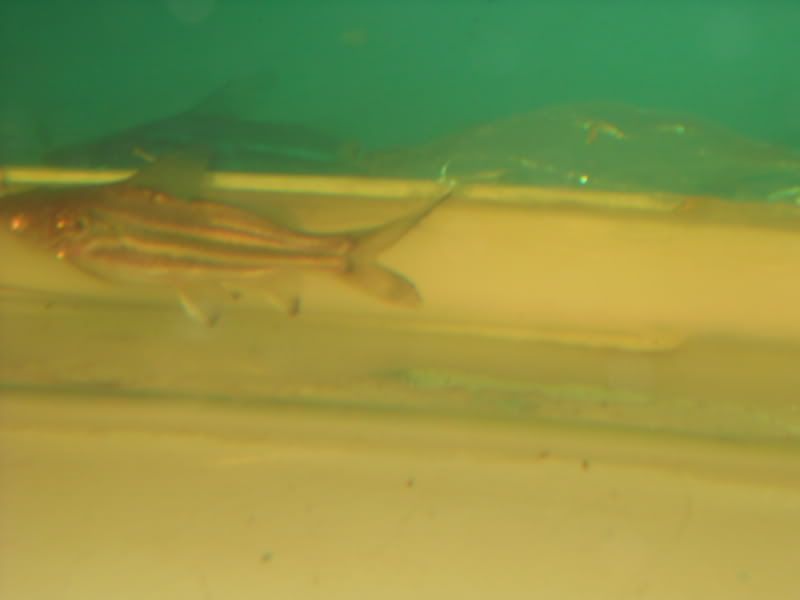 Manchester United fanclub - 6