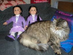 My cats love my dolls! P1010001