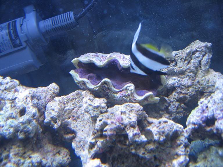 fish scratching on rocks Reef Central Online Community