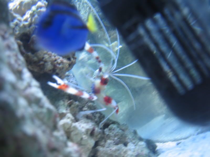 fish scratching on rocks Reef Central Online Community