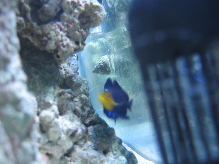 fish scratching on rocks Reef Central Online Community