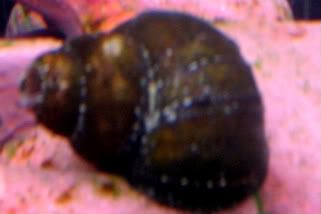 snail1-1.jpg