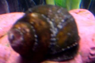 snail2-1.jpg