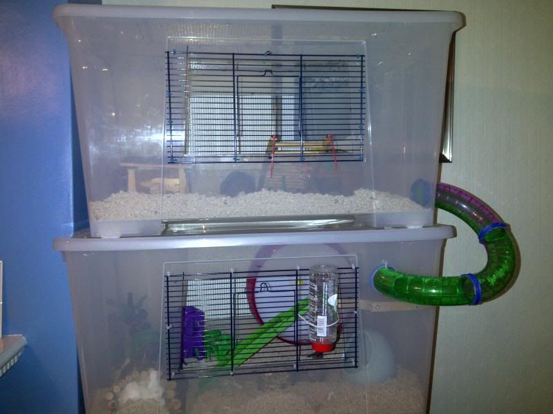 double decker hamster bin cage
