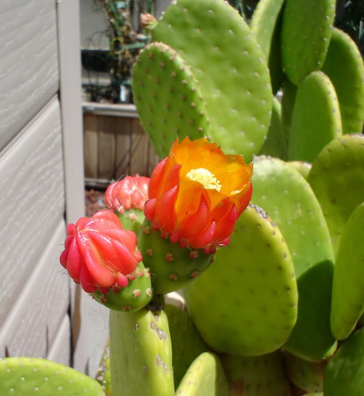 pricklypear.jpg