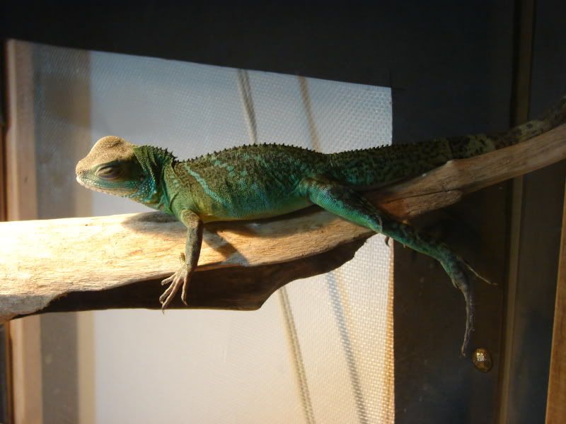 lizards6006.jpg