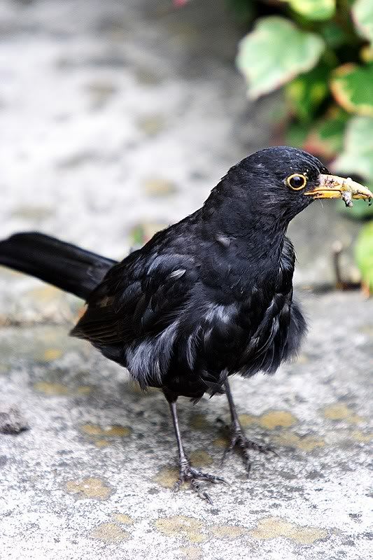 IMAGE: http://i2.photobucket.com/albums/y15/Dewspics/Boids/IMG_5448.jpg