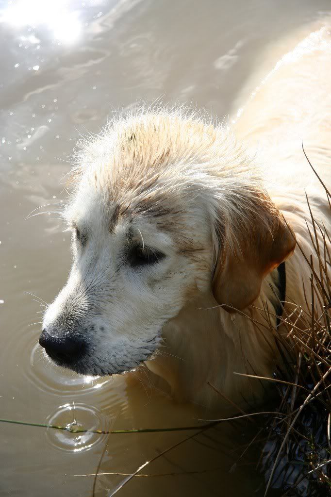 IMAGE: http://i2.photobucket.com/albums/y15/Dewspics/Carsington/IMG_5265.jpg