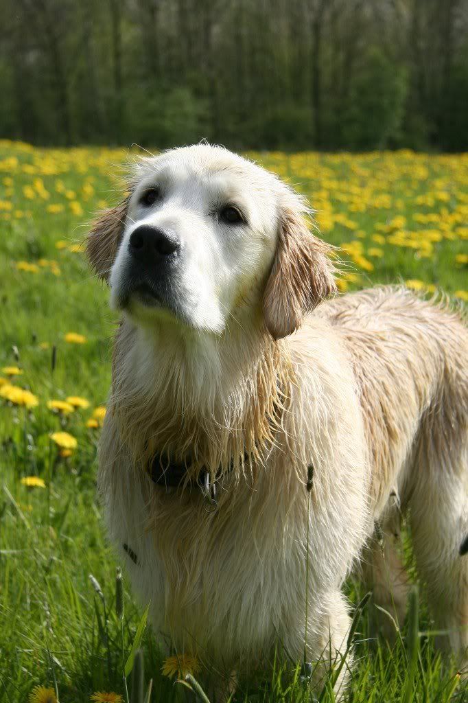 IMAGE: http://i2.photobucket.com/albums/y15/Dewspics/Carsington/IMG_5270.jpg