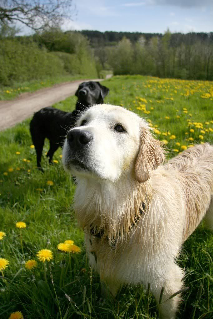 IMAGE: http://i2.photobucket.com/albums/y15/Dewspics/Carsington/IMG_5273.jpg