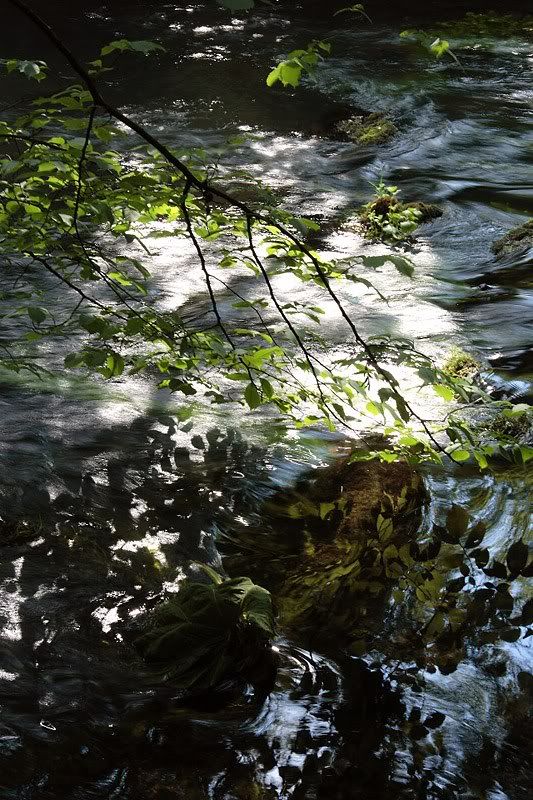 IMAGE: http://i2.photobucket.com/albums/y15/Dewspics/Dovedale/IMG_5366.jpg