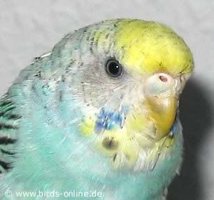 Above; Female Budgie not in breeding condition. Bottom;