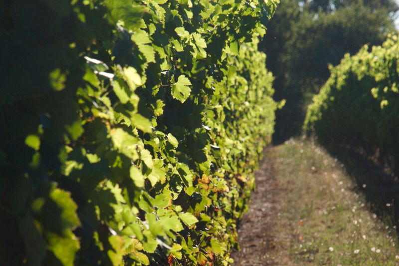 Vineyard%2001_zpsdyi23z0a.jpg