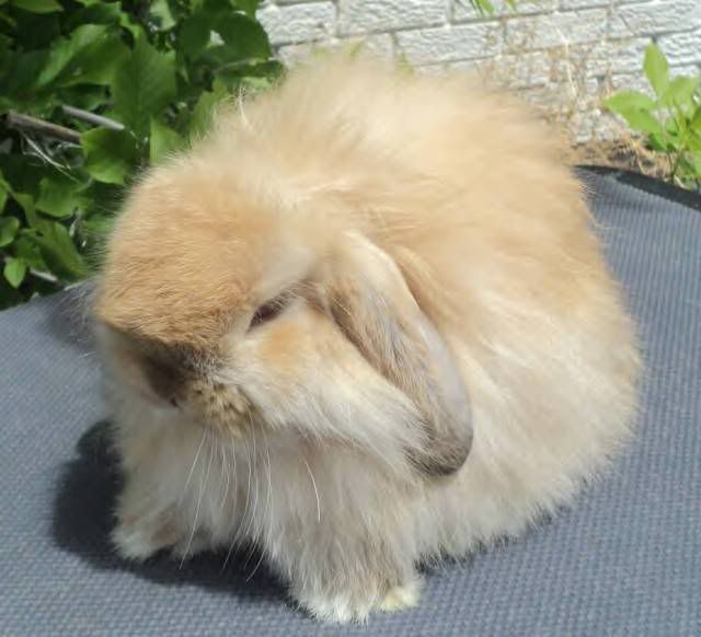 Cute fawn junior American fuzzy lop for sale