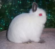 Cute national winning blue himalayan netherland dwarf Cute national winning blue himalayan netherland dwarf