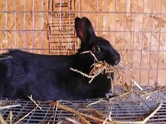 rabbit mom resting after preparing a nest