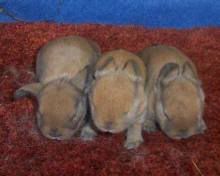 Cute Holland Lop baby bunnies