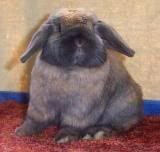 Holland Lop Bunny Rabbit