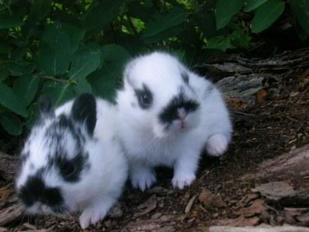 super cute baby bunny rabbits