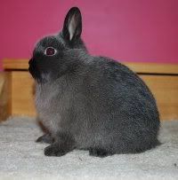 A junior siamese sable netherland dwarf siamese sable netherland dwarf bunny