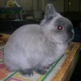 cute smoke pearl netherland dwarf show rabbit smoke pearl netherland dwarf rabbit