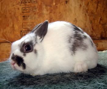 Free Polish Rabbit Picture