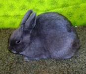 Blue Polish Young Buck show rabbit