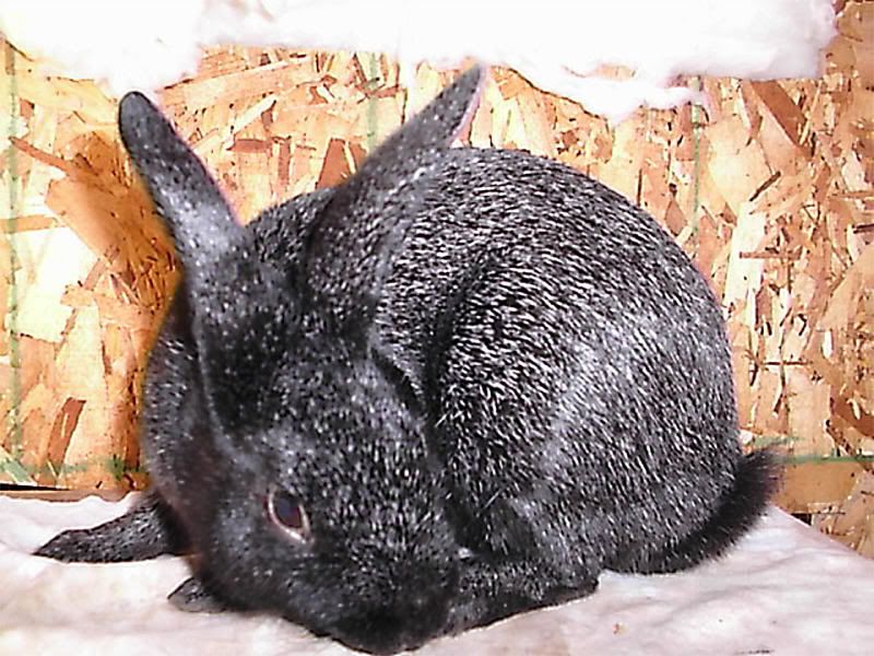 Free Silver Rabbit Picture