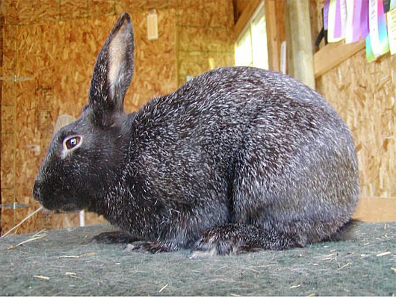 Free Silver Rabbit Picture