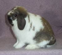 Fat faced show quality Holland lop