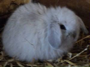 Fuzzy Holland Lop