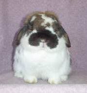 Show quality Holland Lop