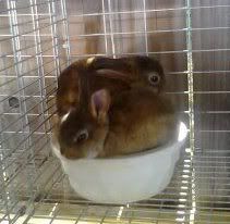 Castor mini rex baby bunnies sitting in water bowl
