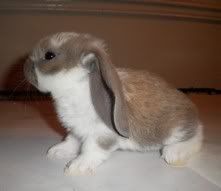 cute baby rabbit with very long ears baby english lop rabbit