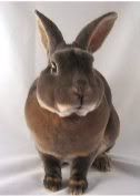 Opal Mini Rex rabbit