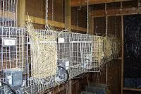 Pictures of hanging rabbit cages with hay racks loaded