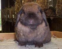 fat holland lop in front of rabbit cages with hay racks