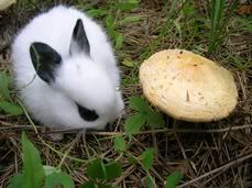 baby Polish Rabbit