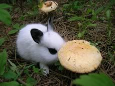 baby bunny rabbit pet with mushroom