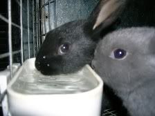 Baby black and blue rabbits drinking from dish