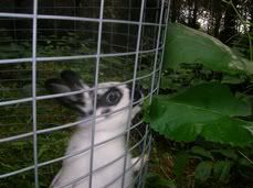 rabbit eating greens in a fence