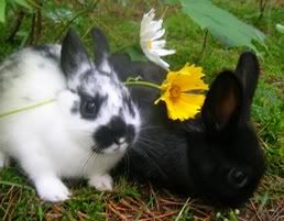 black and black and white polish rabbits with flowers