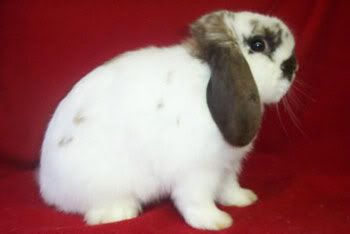 broken color holland lop rabbit