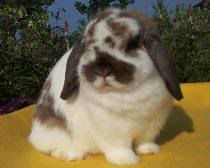 junior holland lop doe female with pretty fur